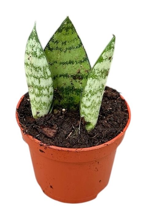 Sansevieria 'Everest'