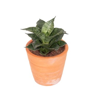 Sansevieria 'Star Mini Marble No.1'