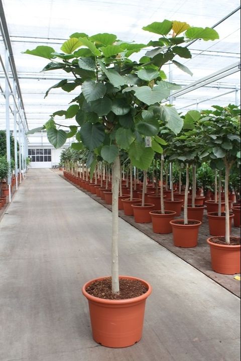 Ficus umbellata