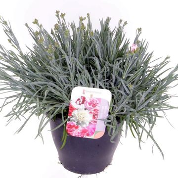 Dianthus GARDEN PINKS LAVENDER PINK