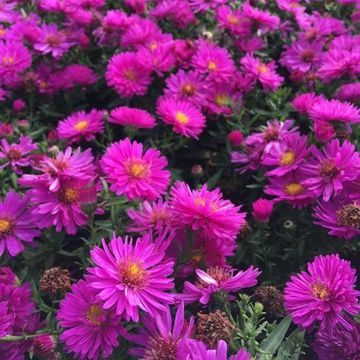 Aster 'Jenny'