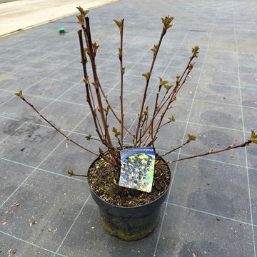 Physocarpus opulifolius 'Diabolo'