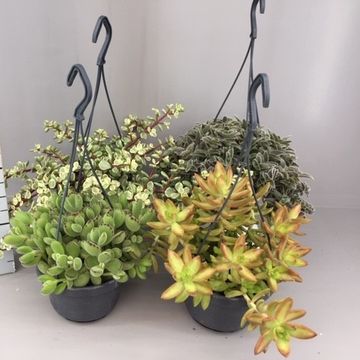 Succulents MIX