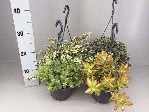 Succulenten MIX