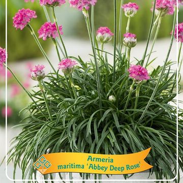 Armeria MIX