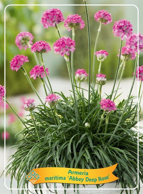 Armeria MIX