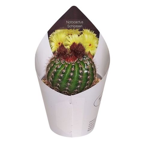 Notocactus schlosseri