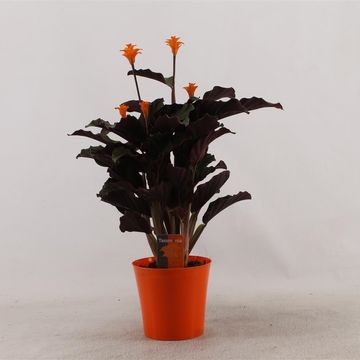 Calathea crocata 'Tassmania'