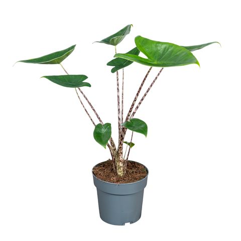 Alocasia zebrina