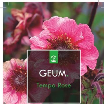 Geum TEMPO ROSE
