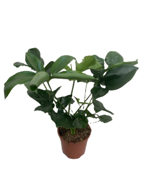 Philodendron 'Fun Bun'