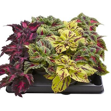 Coleus BLUMEI MIX