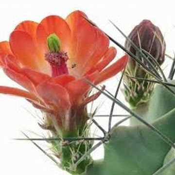 Echinocereus triglochidiatus