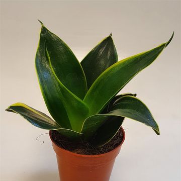 Sansevieria 'Emerald Star'