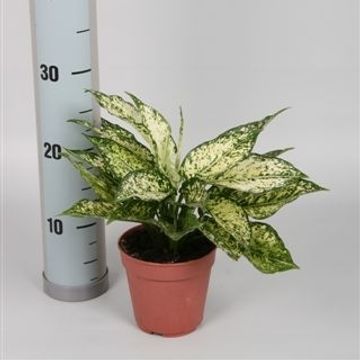 Аглаонема costatum 'First Diamond'