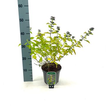 Caryopteris x clandonensis HINT OF GOLD