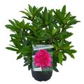 Rhododendron 'Anah Kruschke'