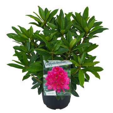 Rhododendron 'Anah Kruschke'