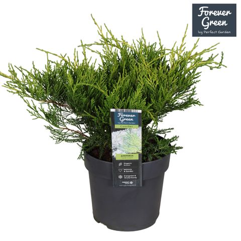 Juniperus x pfitzeriana 'Gold Coast'