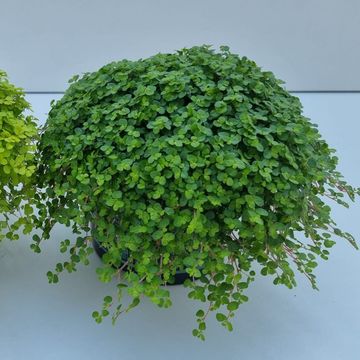 Soleirolia soleirolii MIX