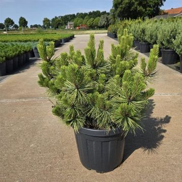 Pinus densiflora 'Low Glow'
