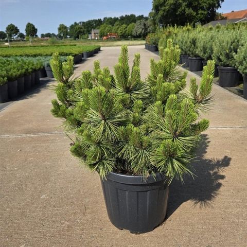 Pinus densiflora 'Low Glow'