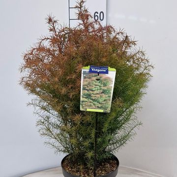 Cryptomeria japonica 'Elegans'