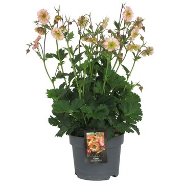 Geum PRETTICOATS PEACH