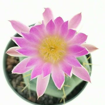 Echinocereus knippelianus