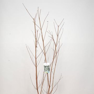 Cornus kousa 'China Girl'