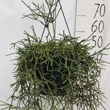 Rhipsalis pilocarpa