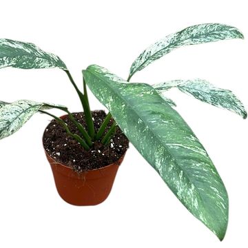 Epipremnum giganteum 'Marble Variegata'