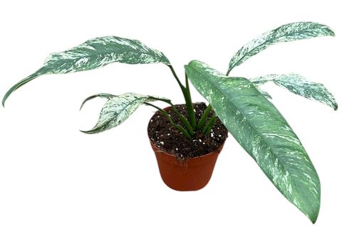 Epipremnum giganteum 'Marble Variegata'