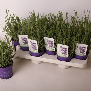 Lavandula angustifolia 'Hidcote'