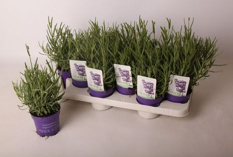 Lavandula angustifolia 'Hidcote'