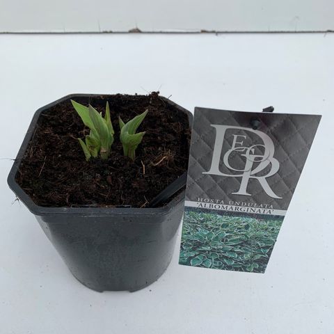 Hosta 'Undulata Albomarginata'