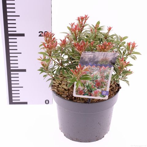 Pieris japonica 'Little Heath'