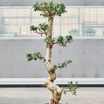 Ficus microcarpa 'Compacta'