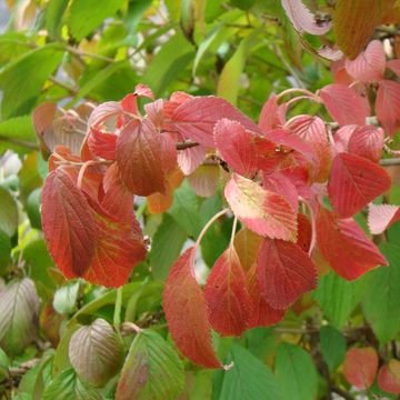 Viburnum plicatum КИЛИМАНДЖАРО