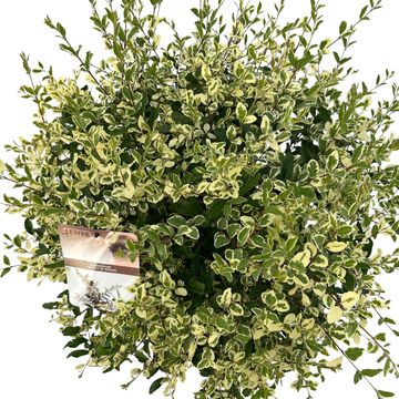 Ligustrum ibota MUSLI