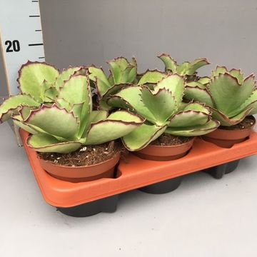 Kalanchoe synsepala