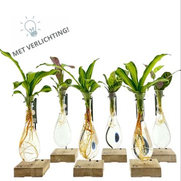 Ετοιμασίες Houseplants