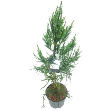 Cryptomeria japonica 'Cristata'