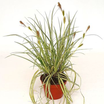 Carex oshimensis 'Evergold'