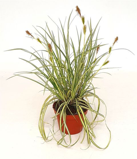 Carex oshimensis 'Evergold'