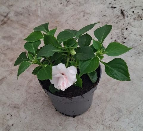 Impatiens GLIMMER DOUBLE APPLEBLOSSOM