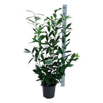 Prunus laurocerasus 'Caucasica'