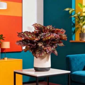 Begonia JUNGLE WONDER RAINBOW