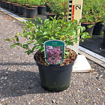 Syringa 'Red Pixie'