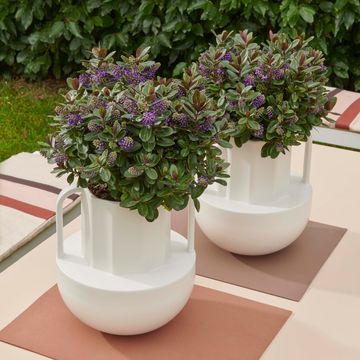 Hebe VINOA PURPLE
